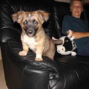 Blanding af racer Basse