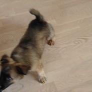 Blanding af racer Basse