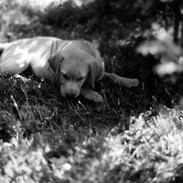 Labrador retriever | Tajs R.I.P.