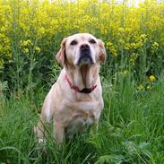 Labrador retriever Trisse