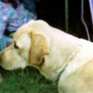 Labrador retriever | Tajs R.I.P.