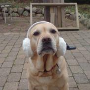 Labrador retriever Trisse