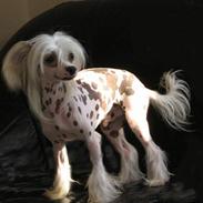 Chinese crested hårløs Pim