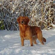 Golden retriever falco