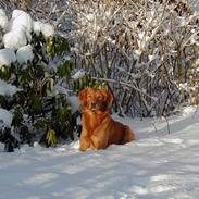 Golden retriever falco