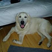 Golden retriever • Otto• 