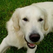 Golden retriever • Otto• 