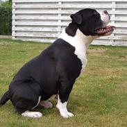 Olde victorian bulldogge Tyson