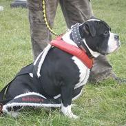 Olde victorian bulldogge Tyson