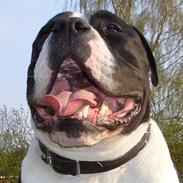 Olde victorian bulldogge Tyson