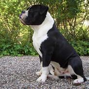 Olde victorian bulldogge Tyson