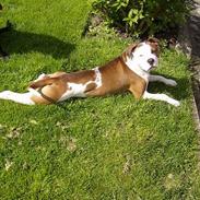 Amerikansk bulldog King