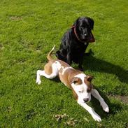 Amerikansk bulldog King