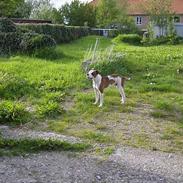 Amerikansk bulldog King