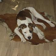 Amerikansk bulldog King