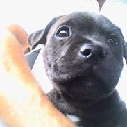 Staffordshire bull terrier Mille