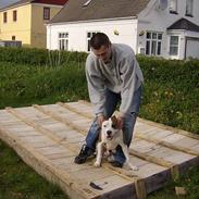 Amerikansk bulldog King