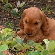 Cocker spaniel Smilla