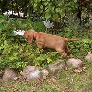 Cocker spaniel Smilla