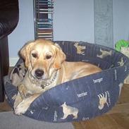 Golden retriever Bella også kaldet bellsen