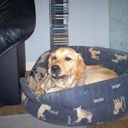 Golden retriever Bella også kaldet bellsen