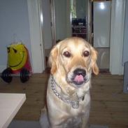 Golden retriever Bella også kaldet bellsen