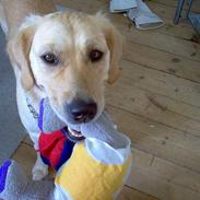 Golden retriever Bella også kaldet bellsen