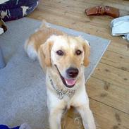 Golden retriever Bella også kaldet bellsen