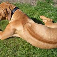 Rhodesian ridgeback Enya
