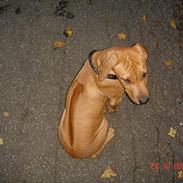 Rhodesian ridgeback Enya