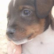 Dansk svensk gaardhund bandit