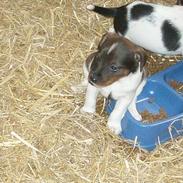 Dansk svensk gaardhund bandit