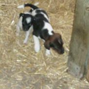 Dansk svensk gaardhund bandit