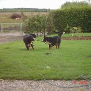 Berner sennenhund Wendi