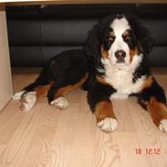 Berner sennenhund Wendi