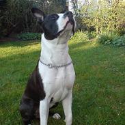 Amerikansk staffordshire terrier Pelle