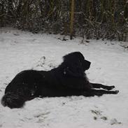 Newfoundlænder Baloo