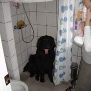 Newfoundlænder Baloo