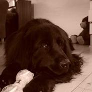 Newfoundlænder Baloo