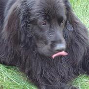 Newfoundlænder Baloo