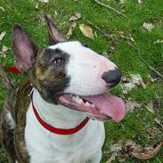 Bullterrier CHILI