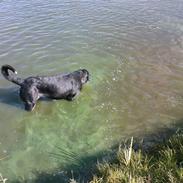 Grosser schweizer sennenhund Alfi Aflivet