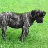 Dogo canario § Ricko § R.I.P MIN BEDSTE VEN!