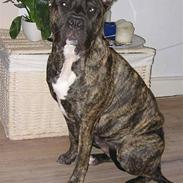 Dogo canario Gucci