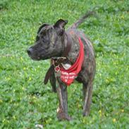 Dogo canario Gucci