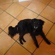 Blanding af racer Pelle