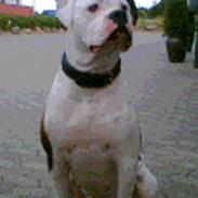 Amerikansk bulldog Nikita R.I.P