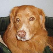 Nova scotia duck tolling retriever Samson sødt navn ik