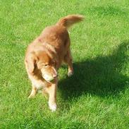 Nova scotia duck tolling retriever Samson sødt navn ik