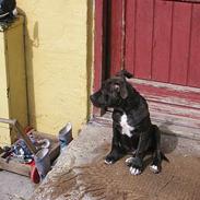 Amerikansk staffordshire terrier KENZO